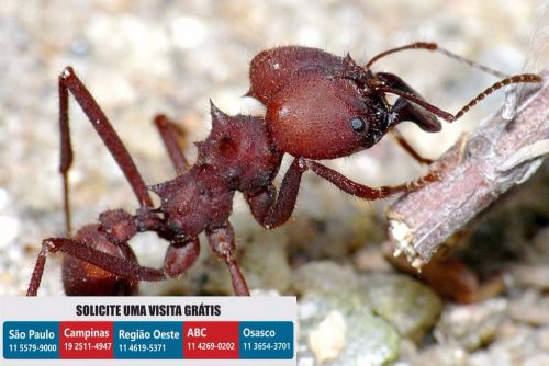 dedetizadora-dedetizacao-formigas