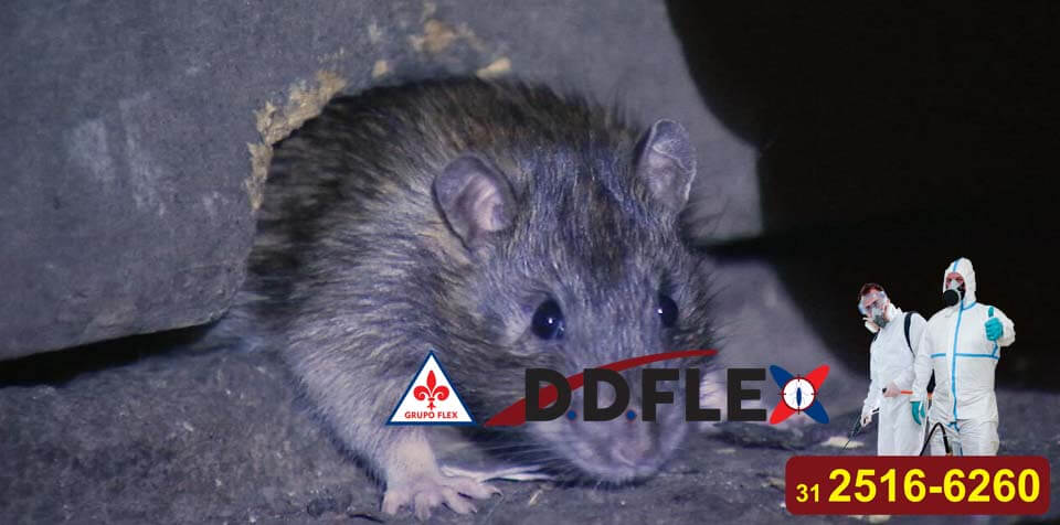 dedetizacao-de-ratos-ddflex-bh