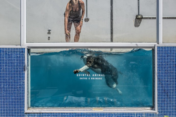 4-foto-piscina-pra-cachorro-quintal-animal-moema